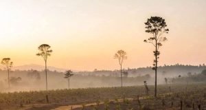 Mempertanyakan Masa Depan Hutan di Tengah Proyek Food Estate