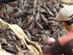 Ikan Sapu-Sapu Sebagai Indikator Pencemaran