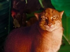 Kucing-kucing Langka di Ambang Kepunahan