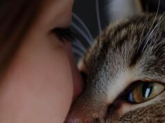 Ketika Kucing Memilih Mendekatimu